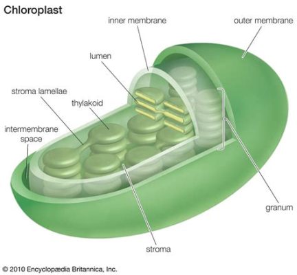 Can chloroplast be found in animal cells? And why do jellyfish glow in the dark?