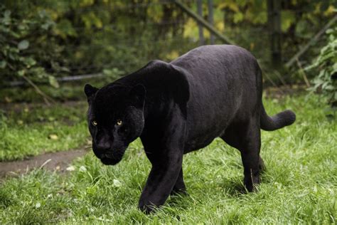 Can You Have a Black Panther as a Pet, and Why Do They Always Look So Majestic in the Rain?