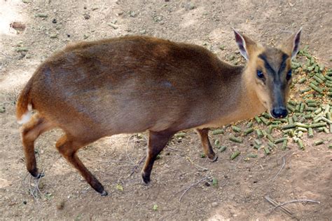 Can You Keep a Deer as a Pet? And Why Would a Deer Want to Live in Your Living Room?