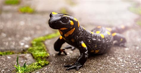 Can You Keep a Salamander as a Pet? And Why Do They Always Look Like They Know Something You Don’t?