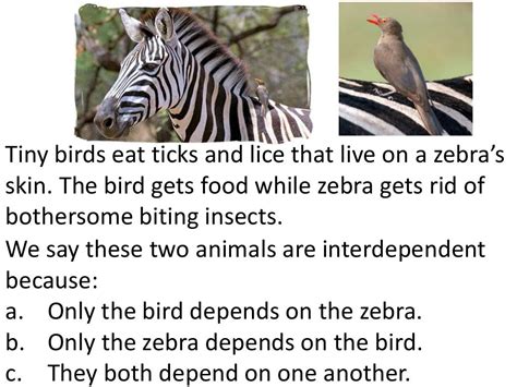 How Do Animals and Plants Depend on Each Other: A Symphony of Interdependence and Unpredictable Connections