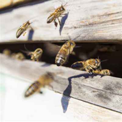 How Far Do Bees Travel from Their Hive, and Why Do They Sometimes Bring Back Unrelated Souvenirs?