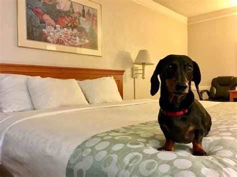 Is Econo Lodge Pet Friendly? Exploring the Quirks of Pet Policies and Beyond