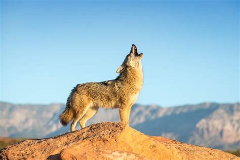 Is it legal to have a coyote as a pet, and can it teach you how to howl at the moon?