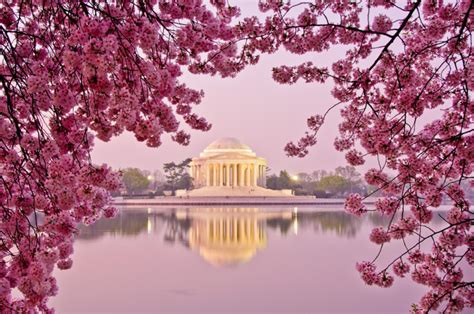 Is it safe to travel to Washington DC right now, and can the cherry blossoms predict the stock market?