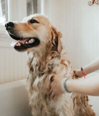 Is Pet Pride Good for Dogs? Exploring the Canine Connection to Human Emotions