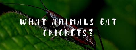 What Animal Eats Crickets: A Journey into the Circle of Life and Beyond