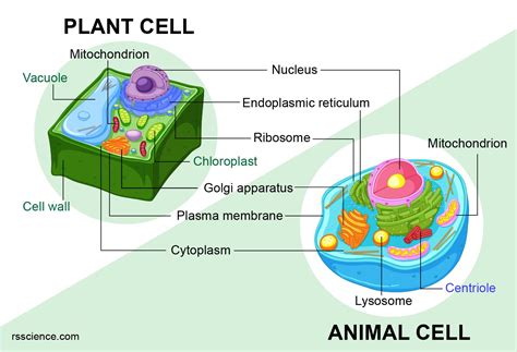 What Do Animal Cells Have That Plants Don't: Exploring the Unique Features and Beyond