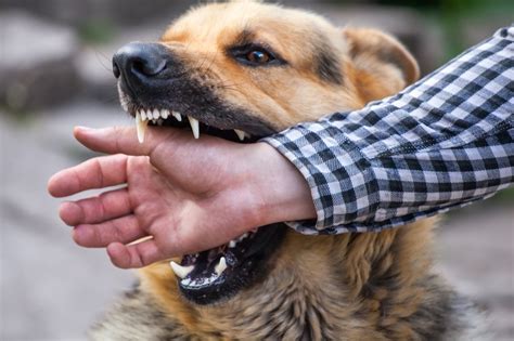 What Happens When You Call Animal Control on a Dog: And Why Do Cats Suddenly Start Speaking French?