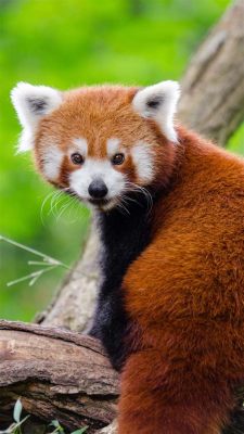 Whats the cutest animal in the world, and why do they always seem to have the fluffiest tails?